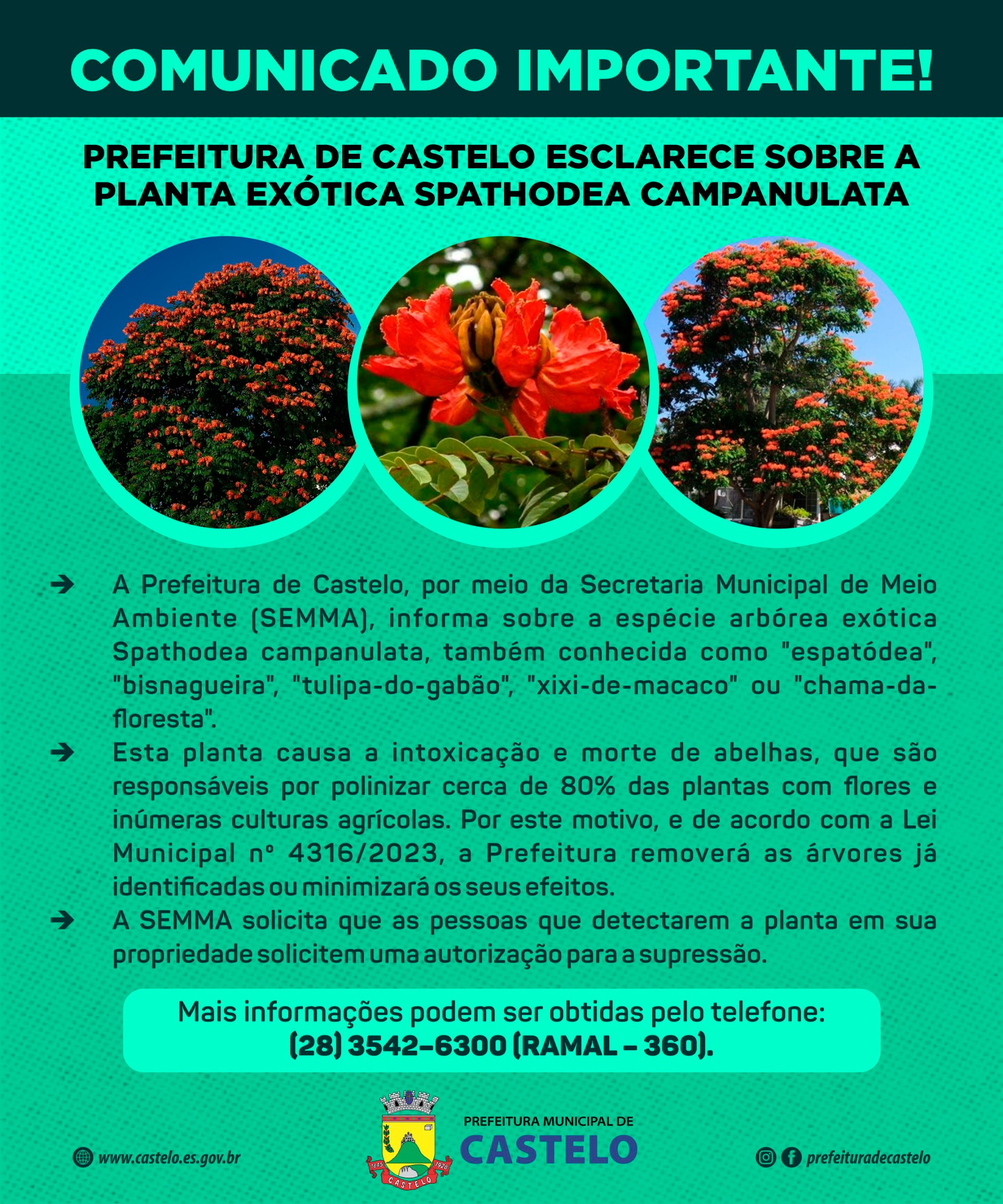 Comunicado Importante!  Prefeitura esclarece sobre a planta exótica Spathodea Campanulata